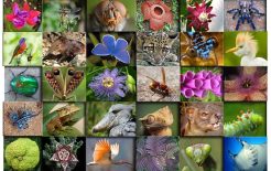 La biodiversità perde pezzi